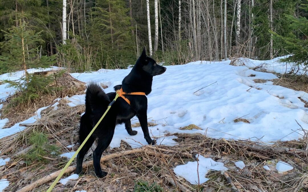 Hund til Ungdomsmesterskapet Bandhund 2020