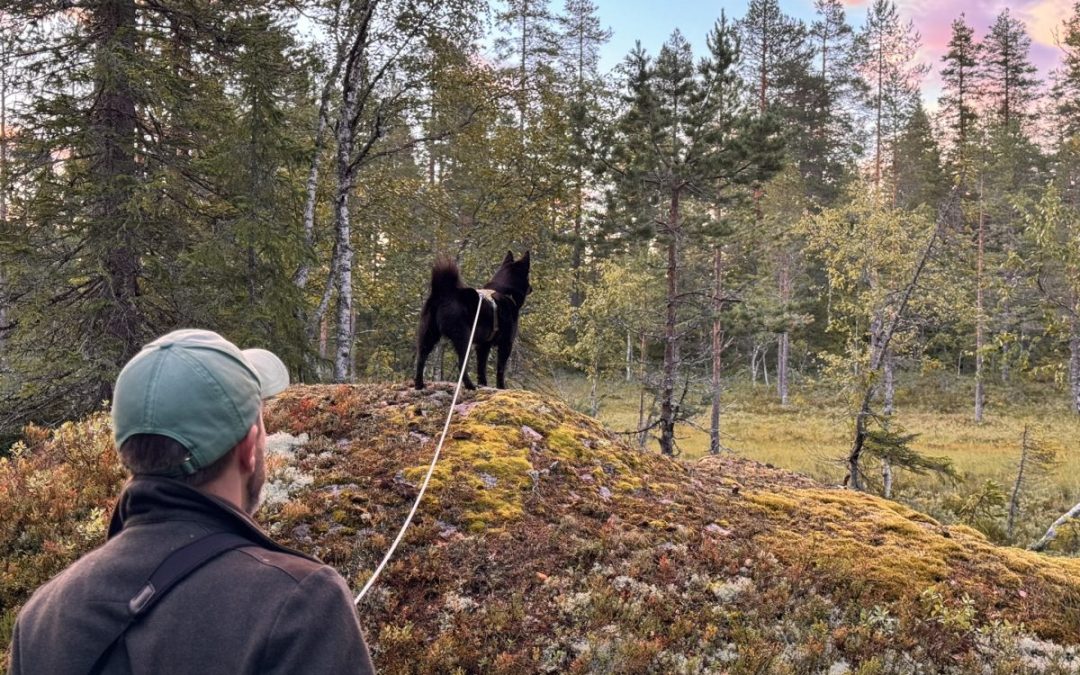 Skjema for egenerklæring dommerkandidat